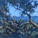 Wooli Banksia Solitary Islands - 45cm x 17cm